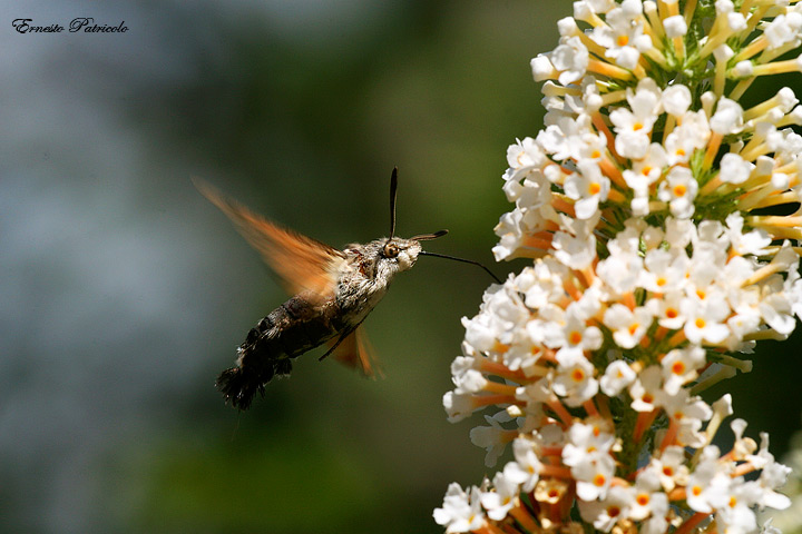 Macroglossa stellatarum